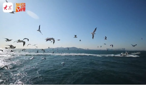 冬游青島｜坐船看海“鷗”遇浪漫！獨屬于青島的美，在這片魅力海灣