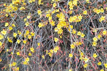 青島迎春花盛放，金色花海點(diǎn)亮春日浪漫
