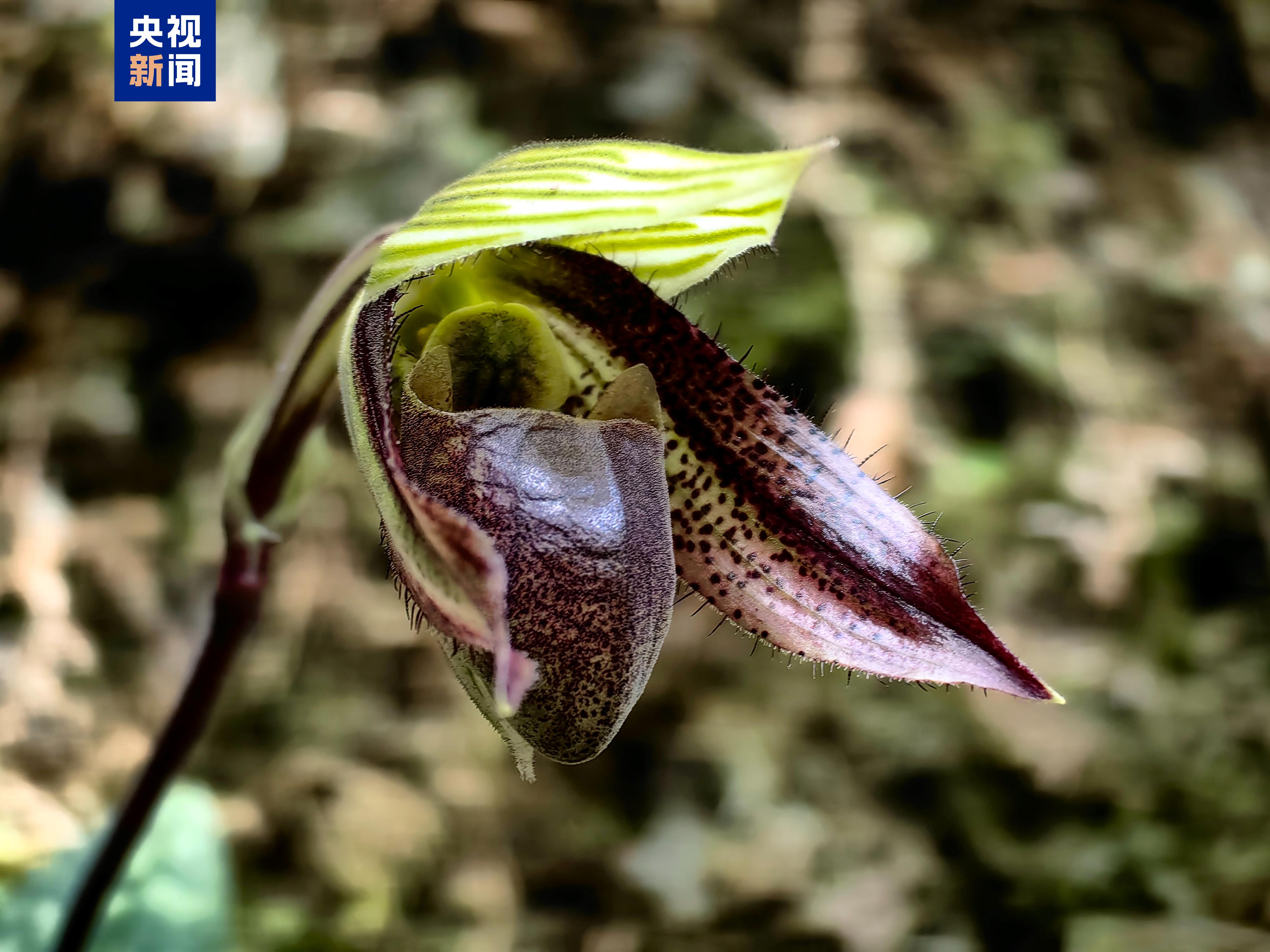 云南高黎贡山北段首次发现国家一级保护植物彩云兜兰