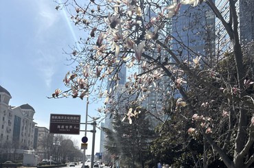 又闻玉兰香