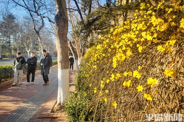 迎春金黄春意闹