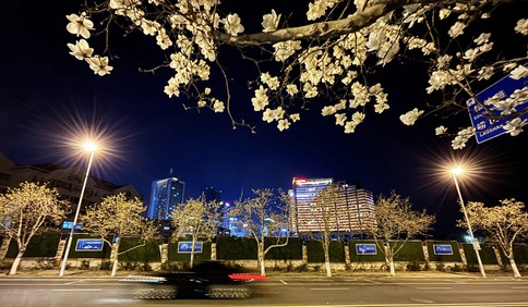 夜色玉兰，分外妖娆