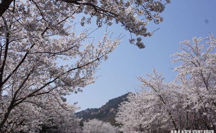 假期踏青賞春，看青島的“花式寵粉”