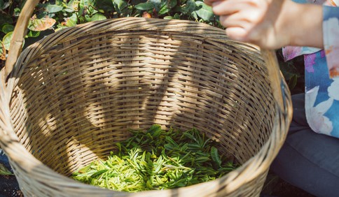 青島故事丨南茶北種！福建姑娘讓廣東茶扎根嶗山