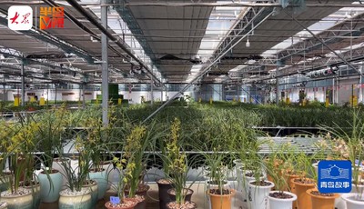 青岛故事｜让兰花进入寻常百姓家！从建筑到兰香，一位企业家的转型之路