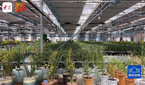 青岛故事｜让兰花进入寻常百姓家！从建筑到兰香，一位企业家的转型之路