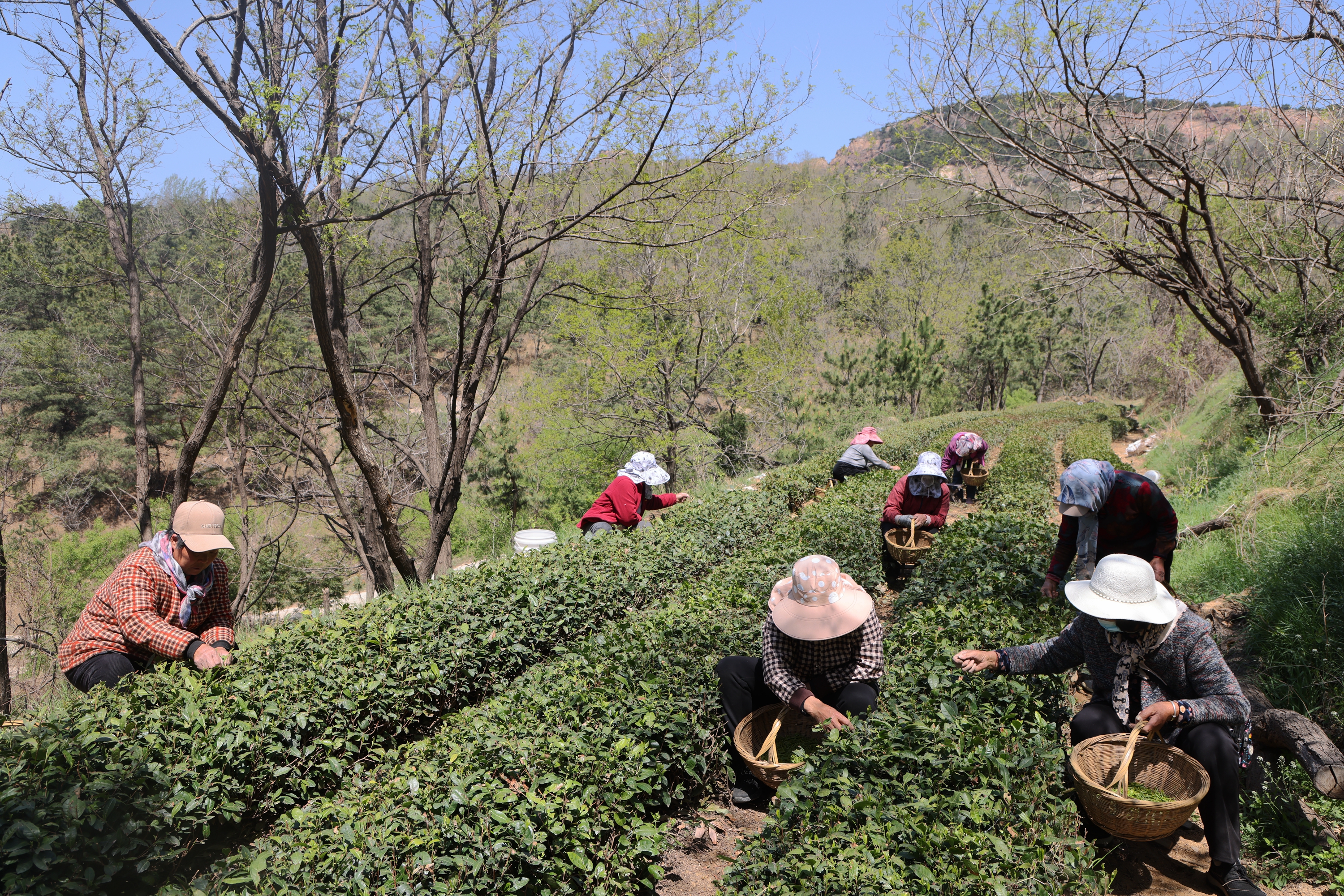 大茶场 山野气息浓郁，一杯感知北方迟来春！ 日照圣谷山茶场野茶及露天有机春茶正式开采-半岛网
