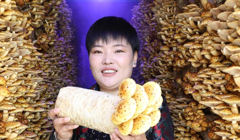 青島故事｜20多平方米放5000菌棒！封閉種植、喝嶗山水，山珍住上“智慧別墅”