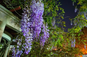 夜幕下的紫色“瀑布”