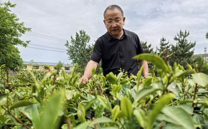 从品茶到种茶！科技小院赋能，崂山大叔跨界种出五...