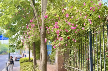 蔷薇满街巷，不语也“青”城