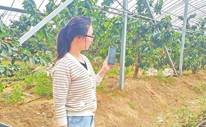 手机浇地遥控通风 胶州樱之语大棚有“智慧大脑”