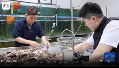 青島故事｜“90后”姐妹倆直播賣海鮮！鏡頭前稱重打包，旺季一場能賣2000斤