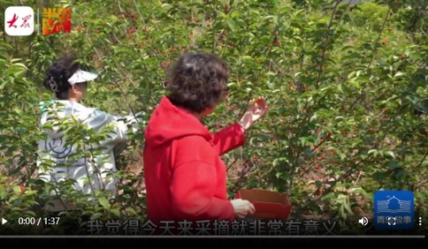 青島故事 | 多方伸援手，老人的櫻桃樹被愛心“包圓”