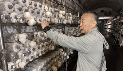 青島故事｜喝嶗山礦泉水長大，廢棄防空洞里猴頭菇養成全國特質農品