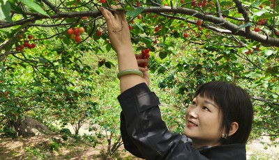 青島故事丨三代耕耘守嶗山，直播助農煥新顏！蜜櫻谷里開出“新農人”姐妹花