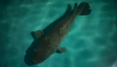 青島故事|牛！澳大利亞人來青學習澳“國寶魚”育種技術！墨瑞鱈魚實現國產替代