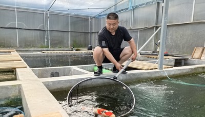 青島故事丨青島大叔跨界養錦鯉：一條最貴上萬元，年收入超百萬
