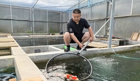 青岛故事丨青岛大叔跨界养锦鲤：一条最贵上万元，年收入超百万