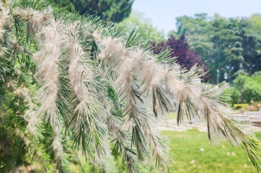 杨絮满天飘，松树“白了头”