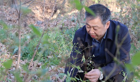 青岛故事｜胶州王情义：悬壶乡医行大爱  崂山本草传医心