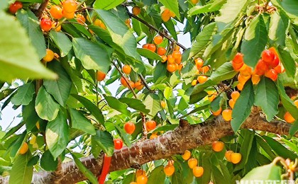 果农采摘忙！平度大樱珠迎销售热潮，价格有所回升