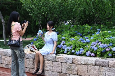 繡球花開(kāi)“無(wú)盡夏”
