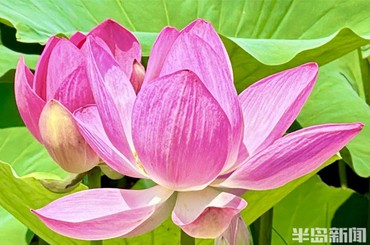 荷塘映日开 赏荷正当时