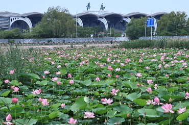 城阳一池荷花成夏日“顶流”