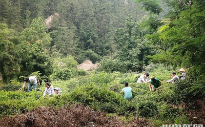 嶗山深處茶事忙