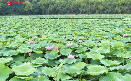 夏日荷塘綻芳華 一池清景引流連