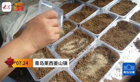 青島故事｜樹上生錢，樹下生金！70后夫婦包110畝地，打造知了猴產(chǎn)業(yè)園