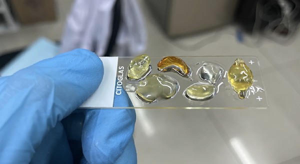 全球首创技术让生物组织变为“玻璃态”