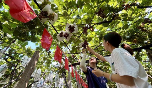 青島故事｜“遮雨棚”，讓果農吃到甜頭更有奔頭