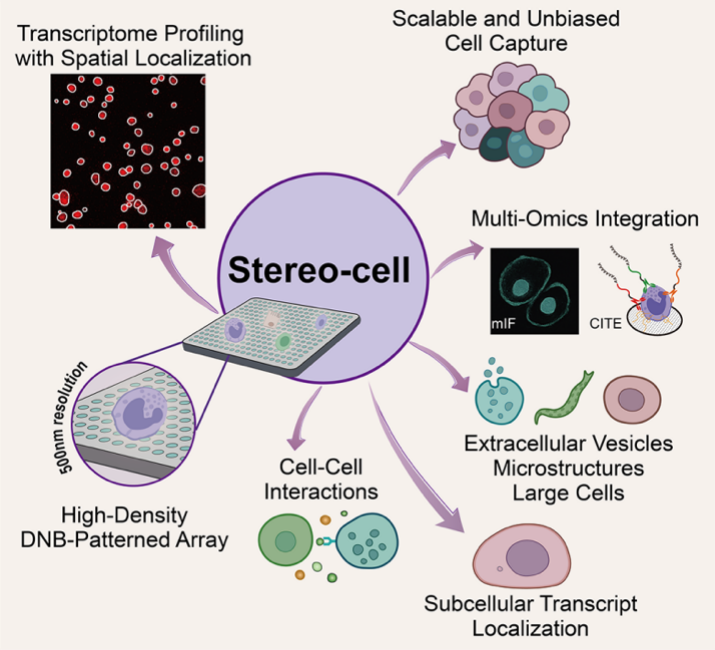 我国科研机构发布细胞组学技术Stereo-cell 打破传统单细胞测序技术局限