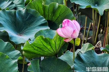 河畔荷花開 粉白映日艷