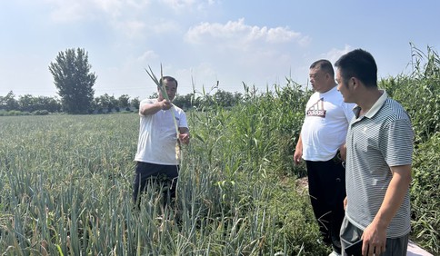 青島故事｜滯銷的30畝有機大蔥，迎來第一撥“顧客”！蔥農感動之余要請客，他們說……