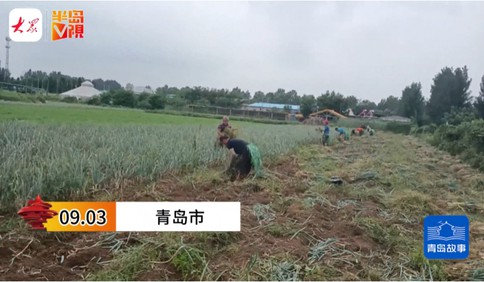 青島故事｜“半島”幫菜農(nóng)賣蔥，35噸滯銷蔥被一搶而空