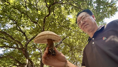 青島故事｜密林好生態，孕育出大型野生菌！業內人士：名字未知的野生菌，切勿食用