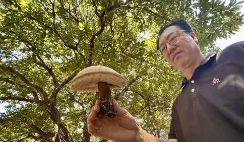 青島故事｜密林好生態，孕育出大型野生菌！業內人士：名字未知的野生菌，切勿食用