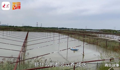 青島故事｜神奇！大閘蟹、羅氏沼蝦、南美白對蝦……不管咸淡，這片池子都能養