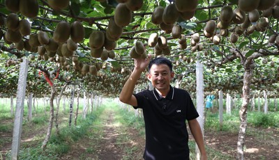 青島故事｜“門外漢”種出畝產萬斤獼猴桃