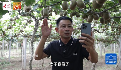 青島故事丨萊西80后“門外漢”種出畝產萬斤獼猴桃，南果北種大豐收！預計產量80萬斤