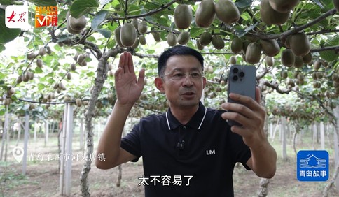 青島故事丨萊西80后“門外漢”種出畝產萬斤獼猴桃，南果北種大豐收！預計產量80萬斤