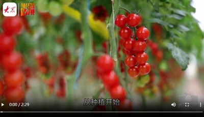 青島故事｜一棵能長17米！單棚日產10噸！智慧溫室里的“櫻桃紅”帶富這個村