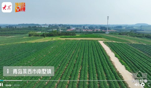 青岛故事｜从半亩到300亩，无心之举养出“蜜罐”，女书记种地瓜带领村民走上致富路
