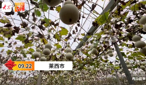 青岛故事｜72岁爷爷种出50万个“葫芦娃”！小的二三厘米，大的接近一米