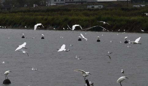青岛故事｜千只白鹭塘边食饕餮盛宴，养殖户说——“让它们吃吧，保护鸟类为重”