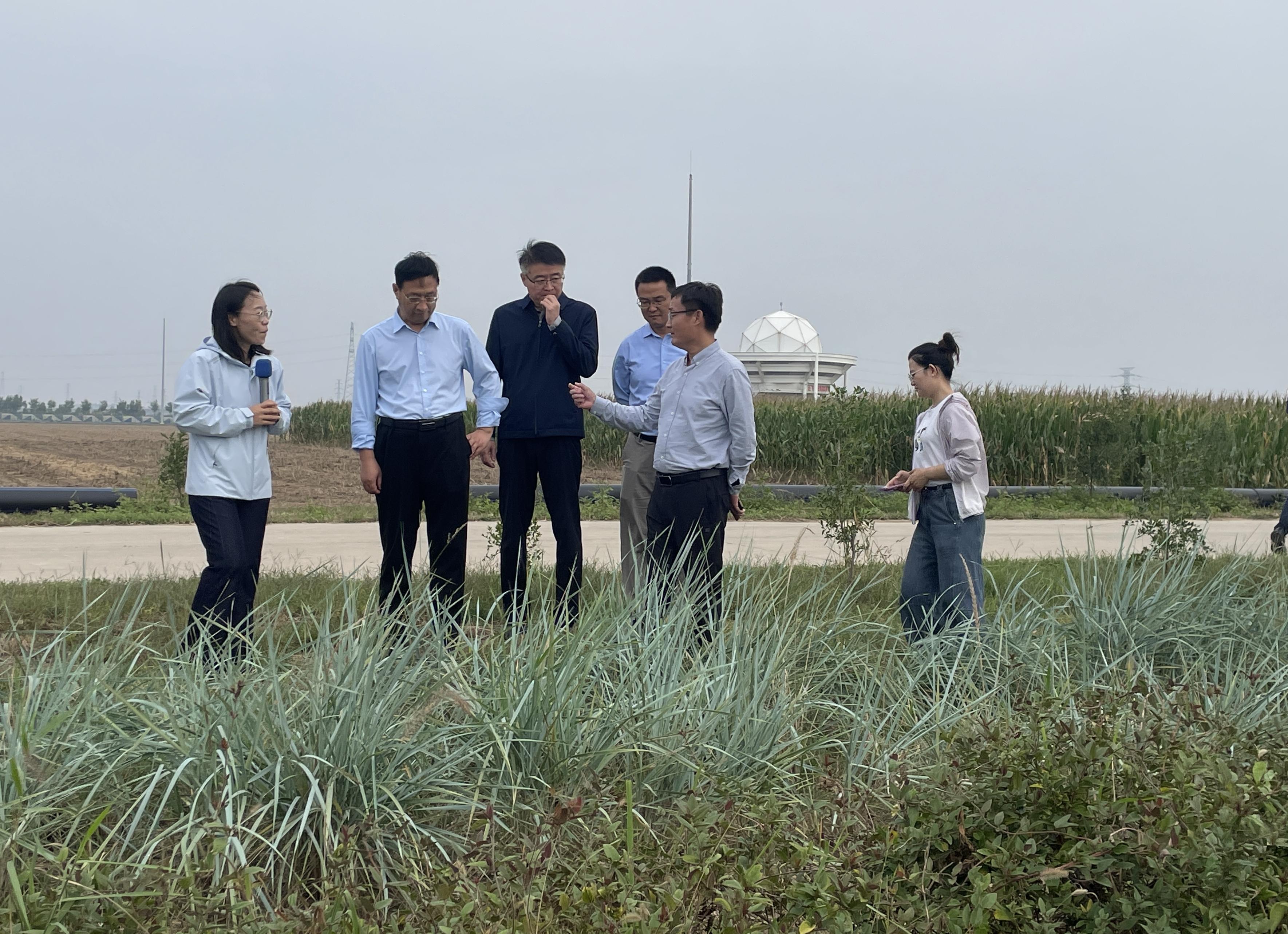 新技术让盐碱地焕发新生