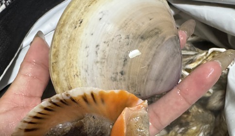 青岛故事丨青岛海军公园“发海”了！女子俩小时捞了60多斤，海螺、牡蛎、月亮贝得用麻袋背